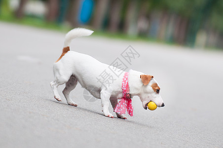 玩球的杰克罗素泰瑞尔狗朋友游戏运动跑步玩家精力小狗行动乐趣公园图片