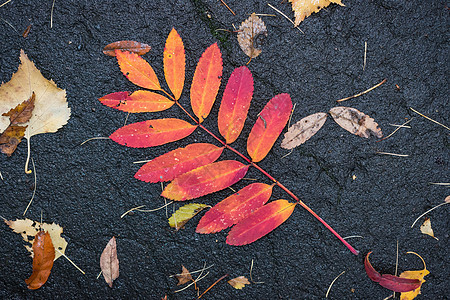 红山灰的秋天落叶 在雨后湿沥青上图片