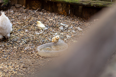 小鸡和木笔里的鸡 养鸡 养鸡农场房子农业眼睛木头刨花宠物食物村庄家禽图片