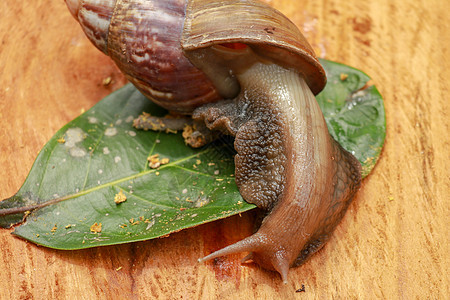 美丽的棕色褐蜗牛爬上木质表面 巨型非洲蜗牛叶子食物生活花园粘液害虫营养贝类树叶螺旋图片