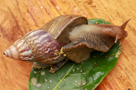 美丽的棕色褐蜗牛爬上木质表面 巨型非洲蜗牛贝类螺旋营养宏观木头食物饮食荒野粘液花园图片