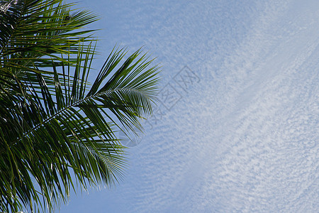 以白云和绿椰枣树的果实 照耀天空旅行植物热带天堂叶子阳光蓝色海洋旅游假期图片