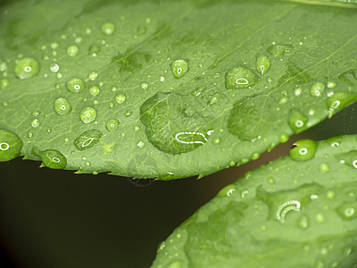 绿叶雨滴液体气泡叶子生活环境阳光花园热带植物生长图片