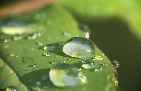 绿叶雨滴叶子生长花园生活环境植物群气泡反射热带艺术图片