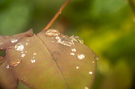 绿叶雨滴水滴热带生长反射植物植物群环境阳光液体生活图片