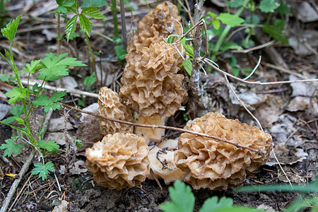 Morchella 最真实的莫切拉 是食用可食性sac真菌的基因 与解剖学上更简单科学土地地面美味林地摄影荒野饲料生长叶子图片