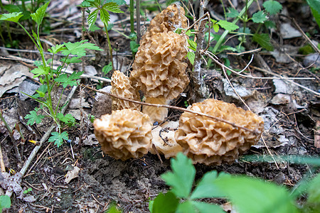 Morchella 最真实的莫切拉 是食用可食性sac真菌的基因 与解剖学上更简单饲料科学生长地面场地食物森林厨师荒野林地图片