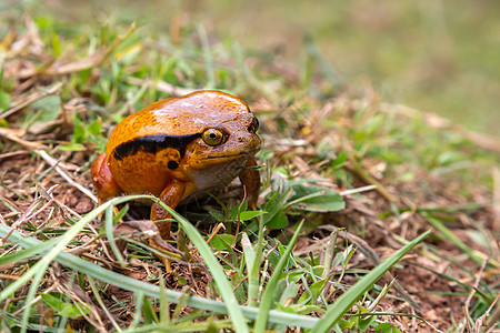 一只大橙青蛙坐在草地上危险橙子叶子爬虫两栖动物群动物雨林生活荒野图片