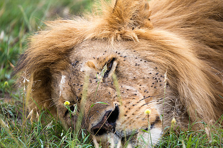 一只大狮子睡在肯尼亚草原的草地上爪子标识国王眼睛捕食者食肉动物男性荒野头发图片