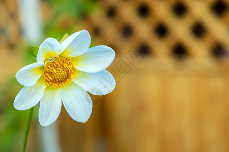 花朵 白花瓣和绿色蜘蛛图片