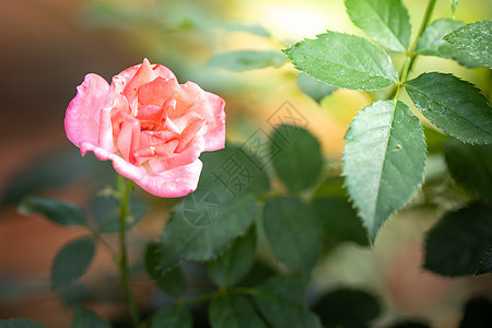 花园里的玫瑰花园艺叶子自然季节店铺团体展示草地礼物场地图片