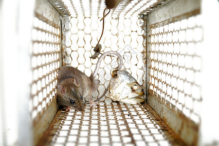被困在捕鼠笼里的老鼠的近身关卡 屋里有龙虾控制笼生活金属陷阱哺乳动物食物房子毛皮宠物荒野头发图片