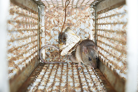 被困在捕鼠笼里的老鼠的近身关卡 屋里有龙虾控制笼瘟疫野生动物捕鼠器陷阱动物婴儿食物宠物头发哺乳动物图片