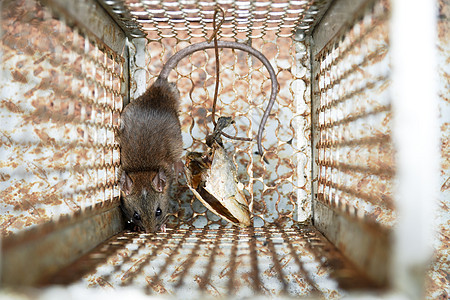被困在捕鼠笼里的老鼠的近身关卡 屋里有龙虾控制笼生活食物头发哺乳动物动物婴儿瘟疫毛皮野生动物房子图片