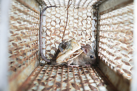 被困在捕鼠笼里的老鼠的近身关卡 屋里有龙虾控制笼瘟疫哺乳动物头发金属婴儿动物食物荒野捕鼠器宠物图片