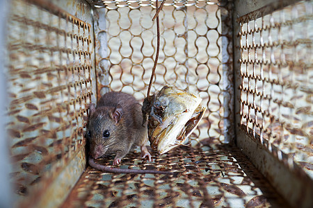 被困在捕鼠笼里的老鼠的近身关卡 屋里有龙虾控制笼头发瘟疫婴儿生活野生动物捕鼠器哺乳动物荒野宠物眼睛图片