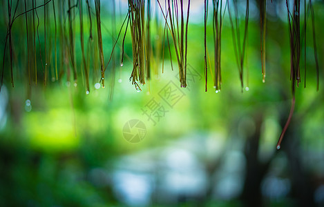 雨从屋顶降下 背景为bokoh雨滴下雨绿色房子液体水滴冰雹欢呼细流风暴图片