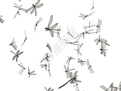 苍蝇在天上飞翔翅膀面包昆虫蜂群复眼蜻蜓投标图片