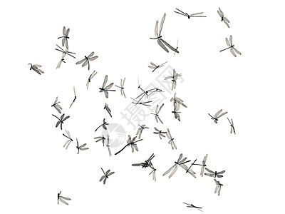 苍蝇在天上飞翔翅膀蜂群面包昆虫投标复眼蜻蜓图片