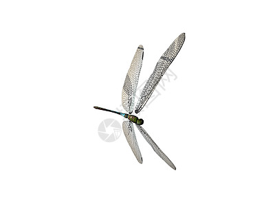 苍蝇在天上飞翔投标蜂群复眼昆虫蜻蜓面包翅膀图片