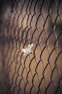 一张在铁栅栏里放花的悲惨照片图片