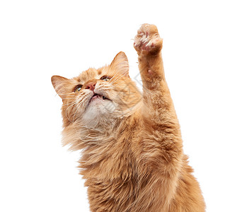 成年青毛红猫坐着抬起前爪小猫哺乳动物宠物动物猫科爪子眼睛橙子头发毛皮图片
