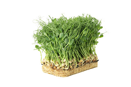 在白色背景上隔离的绿豆芽沙拉美食主食农业生物香料饮食植物营养食物图片
