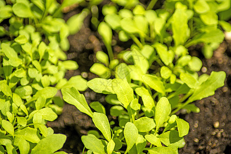 Eruca 地区饮食火箭植物叶子食谱草本植物宏观食物枝条沙拉图片