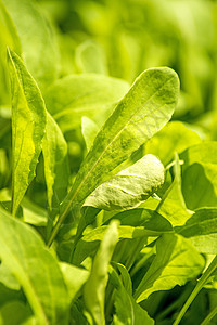 Eruca 地区沙拉栽培分支机构食谱饮食蔬菜宏观叶子植物枝条图片