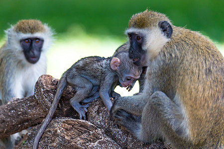 一个有一只小猴子的温和家庭树叶母亲父母婴儿头发大草原孩子环境动物毛皮图片