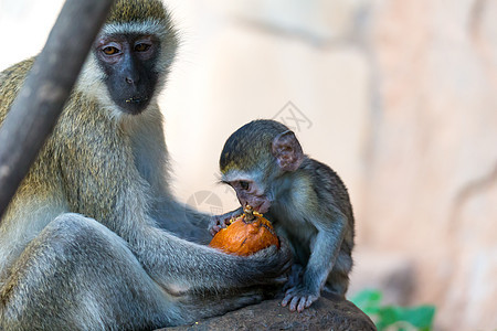 一个有一只小猴子的温和家庭孩子野生动物大草原旅游荒野猴子婴儿灵长类动物哺乳动物图片