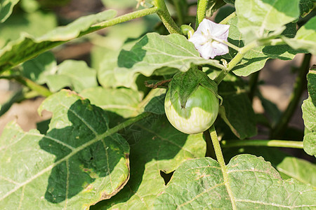 以阳光种植茄子图片