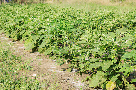 田地上的茄子种植图片