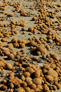 在海滩和沙子 textu 上的干海洋 posidonia 海藻球宏观植物海岸旅行环境娱乐野生动物沙滩海藻藻类图片