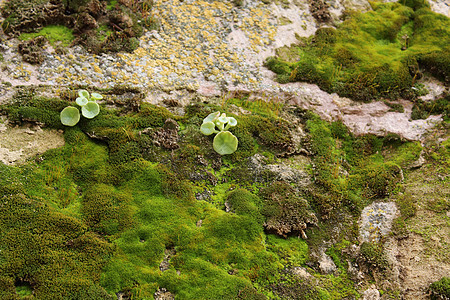 灰色石头上苔藓的彩色纹理藻类水泥墙纸建筑学植被岩石真菌土地宏观矿物图片