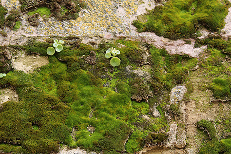 灰色石头上苔藓的彩色纹理生物学地面干旱矿物土地地衣宏观植被藻类真菌图片
