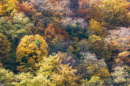 秋天树背景多彩 秋天森林壁纸树梢场景树叶花园树木季节植物作品金子颜色图片