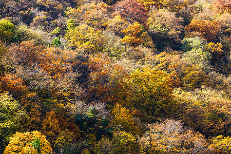 秋天树背景多彩 秋天森林壁纸橙子树叶季节场地金子颜色环境场景花园植物图片