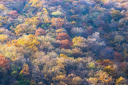 秋天树背景多彩 秋天森林壁纸场地颜色作品环境公园花园叶子植物橙子树梢图片
