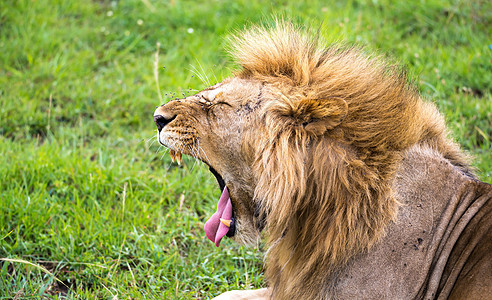 一只狮子在打哈欠时的紧闭中图片