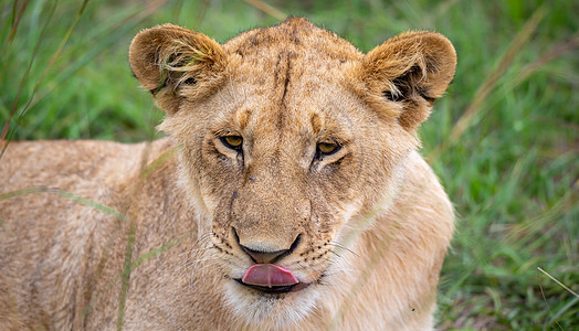 一位年轻母狮的面容公园丛林大草原荒野野生动物眼睛动物豹属毛皮头发图片