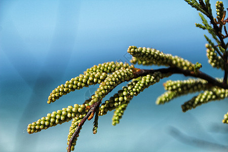 春天美丽的阿卡西亚树香味季节蜂蜜花瓣花粉阳光植物植物群森林园艺图片