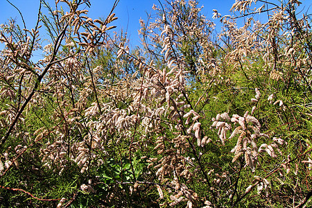 春天美丽的阿卡西亚树植物学药品刺槐植物群季节生态叶子萼片花园花粉图片