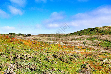 卡波布罗图斯埃杜利斯草地和绿植被荒野阳光晴天果肉太阳国家蓝色植物群假期植物图片