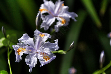 花园里美丽的伊里斯雅波尼卡花瓣鸢尾季节植物群阳光叶子鸢尾花流苏花紫色粳稻图片