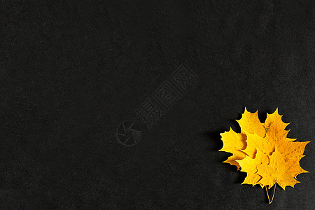 黑色背景中的秋天黄色枫叶 金色的秋天 九月 十月 十一月 复制空间 从顶部看 弗拉特利环境框架橙子生长叶子植物学装饰植物植物群阳图片