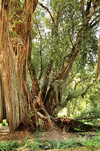 辛特拉的优树花园生长风景桃金铁树树梢树木植物群植被热带图片