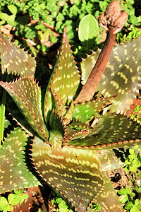 芦荟 maculata 植物在前卫植物群斑点绿色肉质生长花环叶子花园沙漠树叶图片