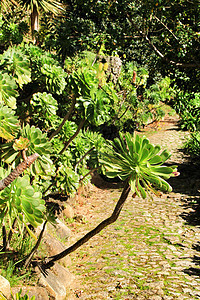 在里斯本辛特拉的 美丽的苏普兰和仙人掌花园植物沙漠房子自然日绿洲绿叶石头园艺生长植物群图片