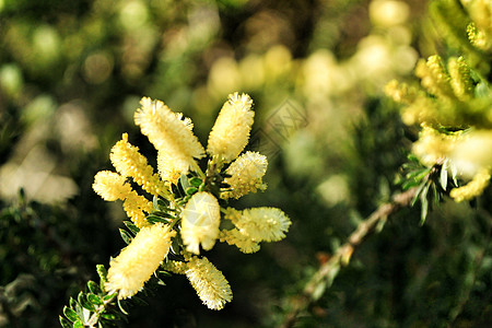 花园中的黄卡西亚交易植物照片天空摄影艺术公园植物群黄花黄色观赏图片